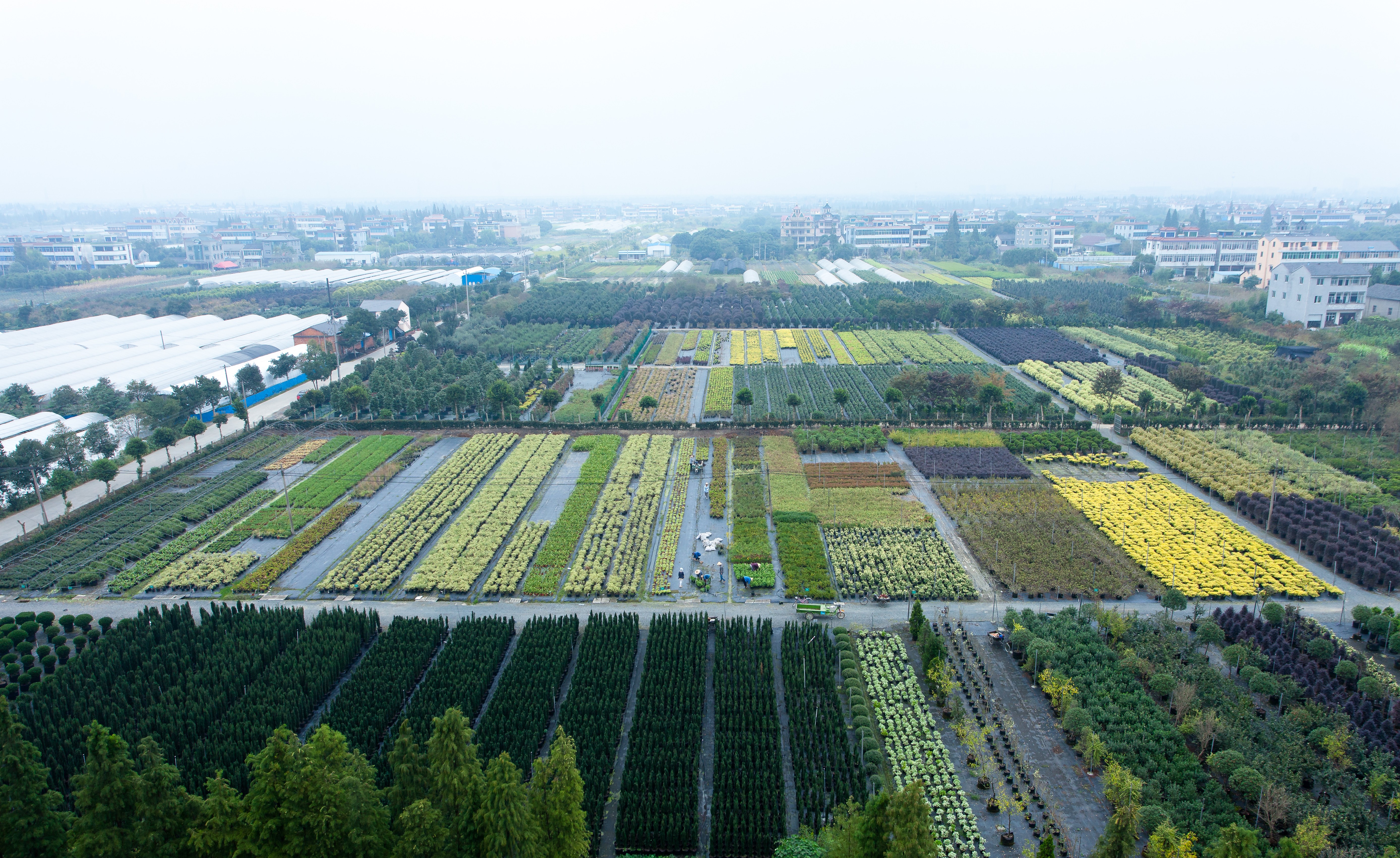 你好呀，2024虹越年度植物